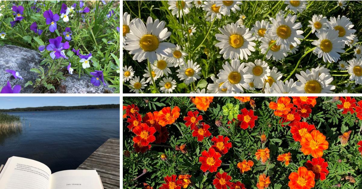 Ett kollage med foton på blommor och en brygga vid en strand. 